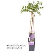 Wisteria floribunda Naga Noda