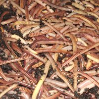 Brandling Compost Worms