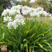 Agapanthus africanus Albus