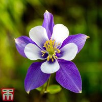 Aquilegia Blue Star