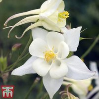 Aquilegia White Star
