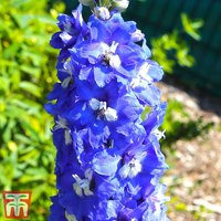 Delphinium King Arthur