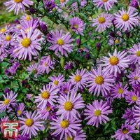 Aster Barbados (Island Series)