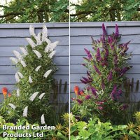 Buddleja Butterfly Towers Duo