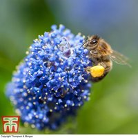 Ceanothus Concha