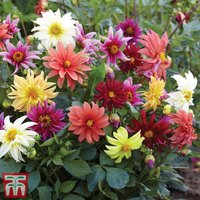 Dahlia Starlight Mixed - Seeds