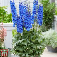 Delphinium elatum Paramo Azul
