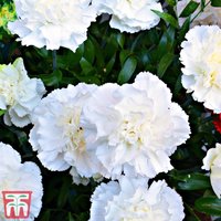 Dianthus Memories (Scent First Series)