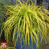 Carex oshimensis Everillo