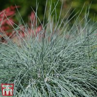 Festuca Intense Blue
