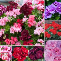 Nurseryman’s Choice Geranium Plant Collection