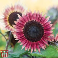 Sunflower Ms Mars - Seeds
