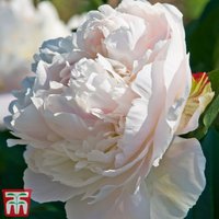 Peony ’Duchesse de Nemours’