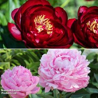 Peony Glamorous Duo