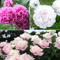 Peony Most Scented Dinner Plate Trio