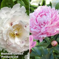 Peony Duo Collection