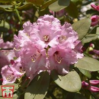 Rhododendron 'Christmas Cheer'