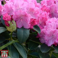 Rhododendron Germania