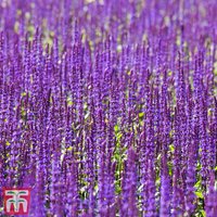 Salvia nemorosa Ostfriesland