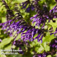 Salvia Amistad