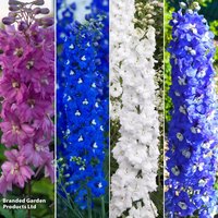 Delphinium Pacific Giants Legend Collection