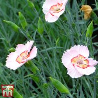 Dianthus Tequila Sunrise