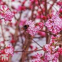 Viburnum x bodnantense Dawn