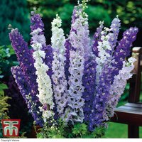 Delphinium Mixed