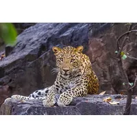 Wildlife of India