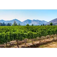 Maipo Valley Wine