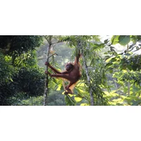 Borneo & Beyond