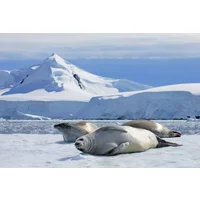 Antarctica, Falklands & Latin Wonders