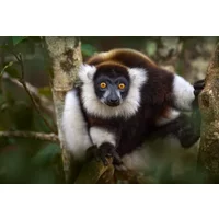 Madagascar Untamed