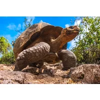 Galapagos Cruise & Machu Picchu