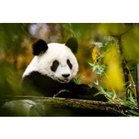 Pandas & Yangtze Cruise