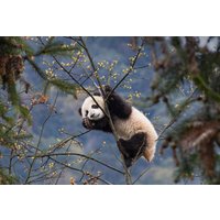 In Pursuit of Pandas