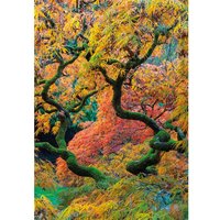 Japanese Maple, Ramster Gardens, Surrey