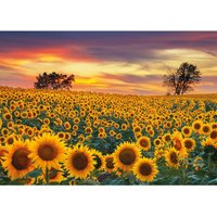 Sunflower Field