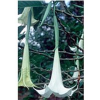 Angel's Trumpet Dropper, 1 oz, Flower Essence Services