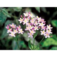 Centaury Dropper, 0.25 oz, Flower Essence Services