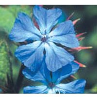 Cerato Dropper, 0.25 oz, Flower Essence Services