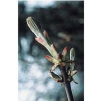 Chestnut Bud Dropper, 1 oz, Flower Essence Services
