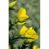 Gorse Dropper, 1 oz, Flower Essence Services