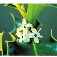 Holly Dropper, 0.25 oz, Flower Essence Services