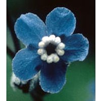 Hounds Tongue Dropper, 1 oz, Flower Essence Services