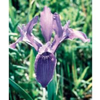 Iris Dropper, 1 oz, Flower Essence Services