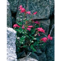 Mountain Pride Dropper, 1 oz, Flower Essence Services