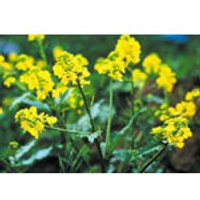 Mustard Dropper, 1 oz, Flower Essence Services