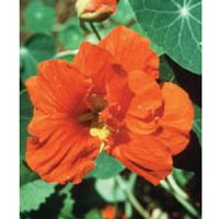 Nasturtium Dropper, 0.25 oz, Flower Essence Services
