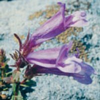 Penstemon Dropper, 1 oz, Flower Essence Services